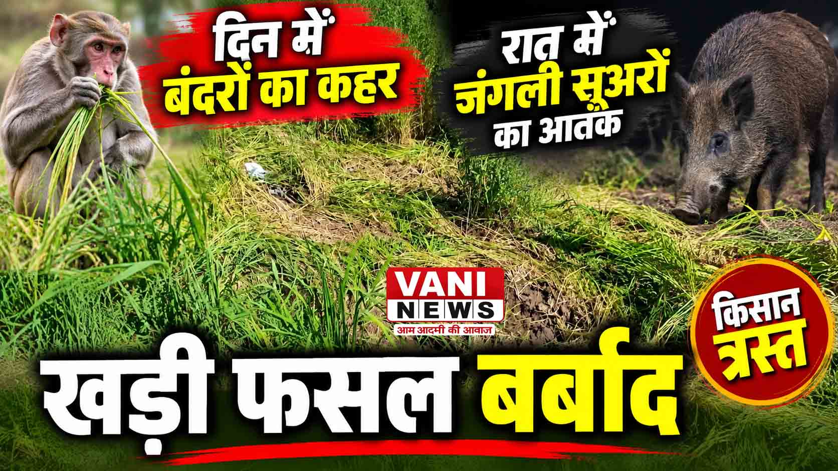 दिन में बंदरों का कहर, रात में जंगली सूअरों का आतंक; थल में किसानों की 60 नाली धान की फसल बर्बाद