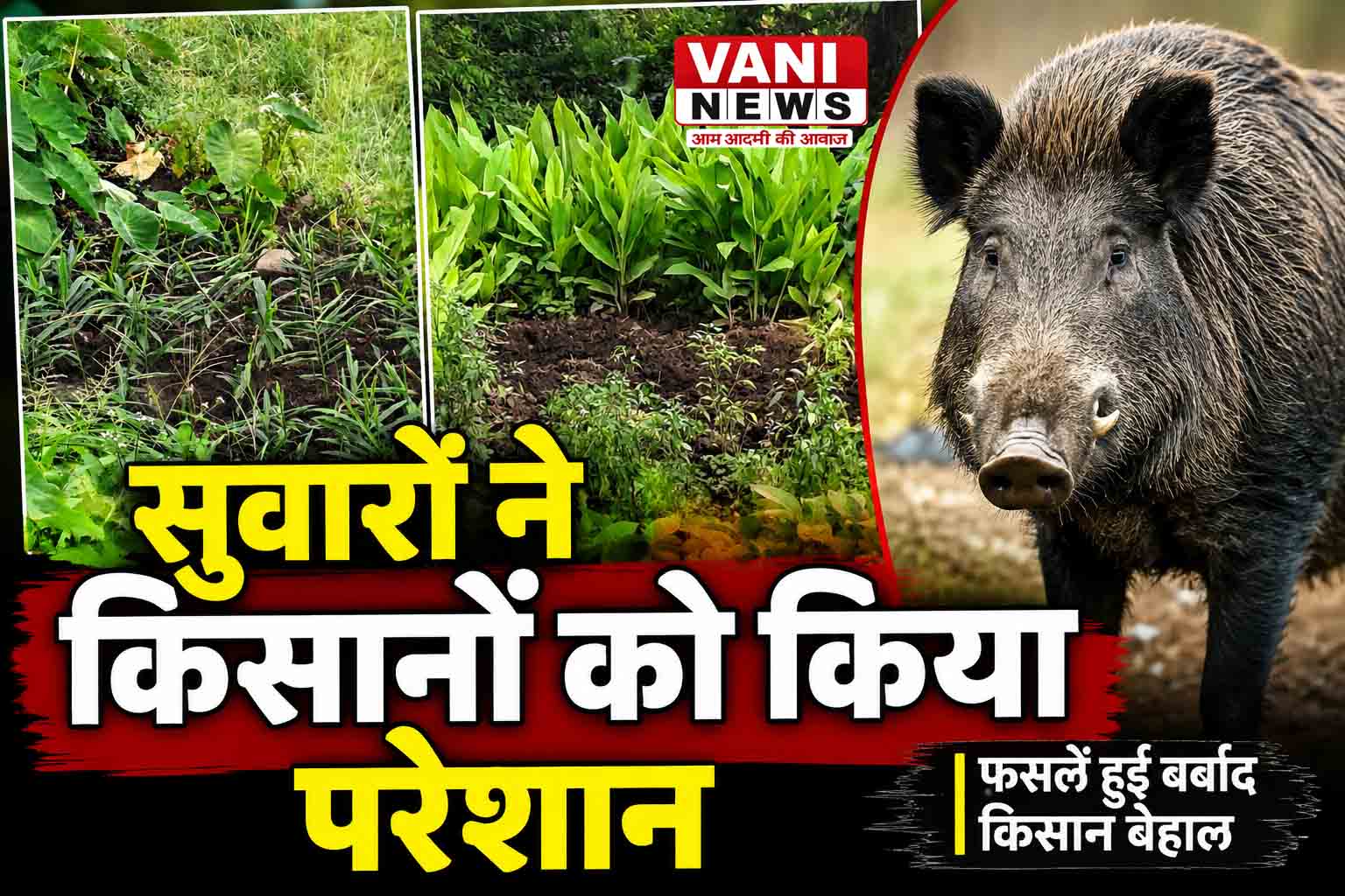 कनालीछीना के बजैत  गांव में जंगली सूअरों का आतंक, किसानों की मेहनत पर फिर रहा पानी
