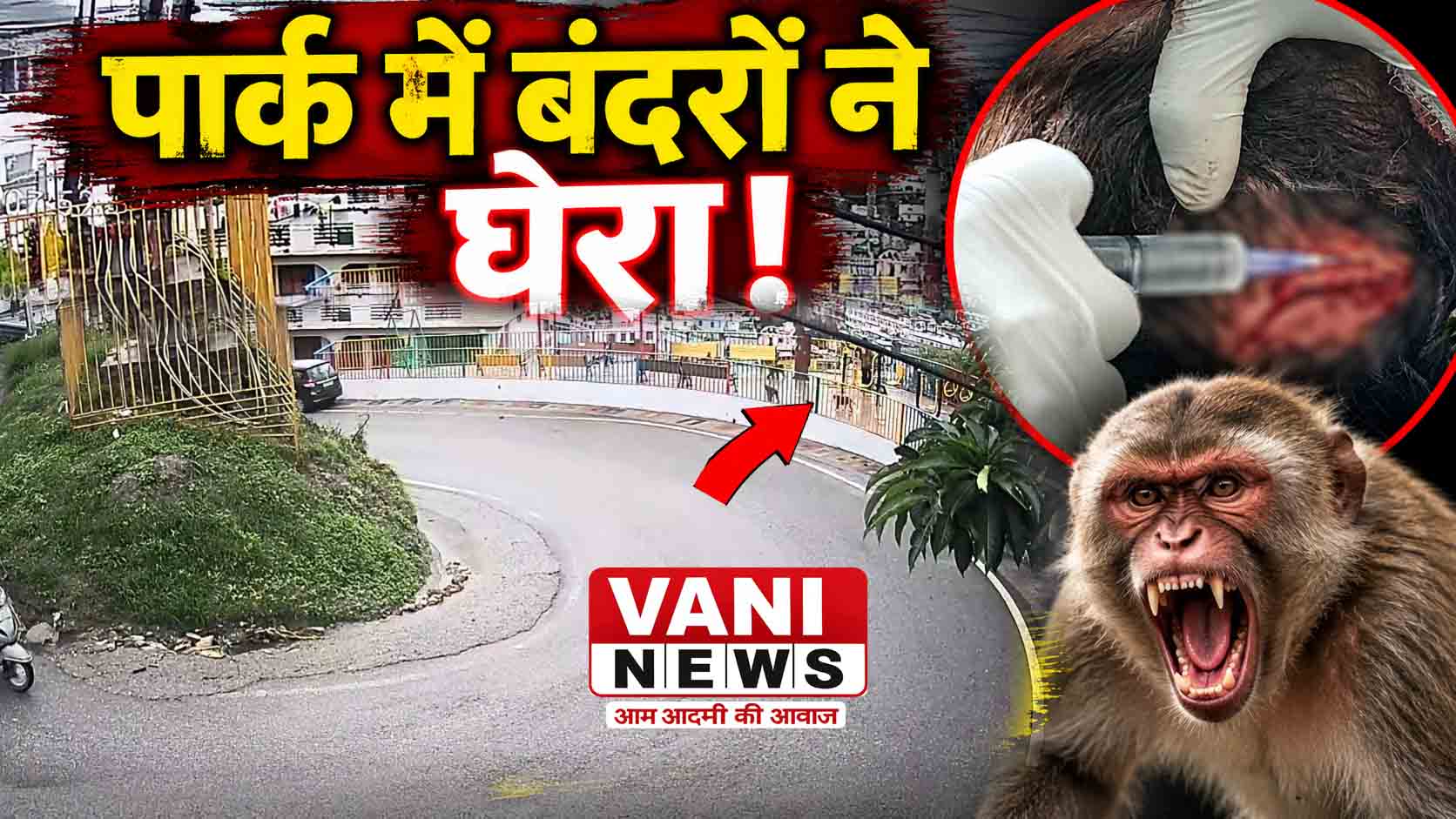 रई  क्षेत्र में बंदरों का बढ़ता आतंक, अब हमले भी बढ़े 