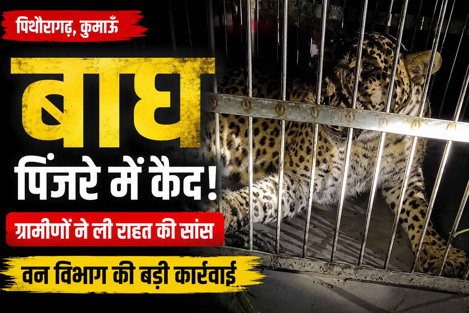 पिथौरागढ़ में पिंजरे में कैद हुआ गुलदार, कई दिनों से फैली दहशत के बीच वन विभाग की बड़ी कार्रवाई