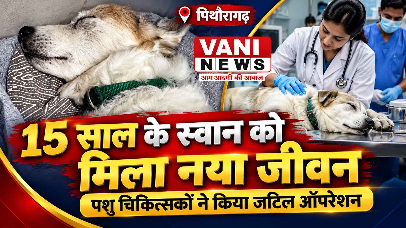 दस दिन से भूखे 15 वर्षीय स्वान को पशु चिकित्सकों ने दी नई जिंदगी, घंटों की मशक्कत के बाद सफल ऑपरेशन