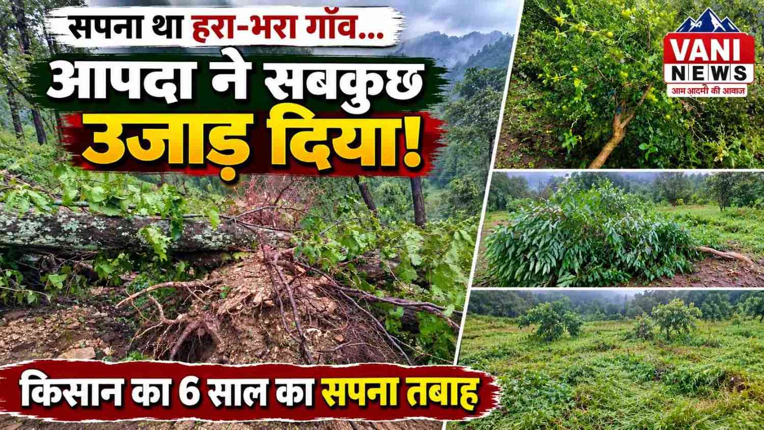 15 लाख की मेहनत पर भारी पड़ी बारिश, 1200 से अधिक पौधों की बागवानी तबाह