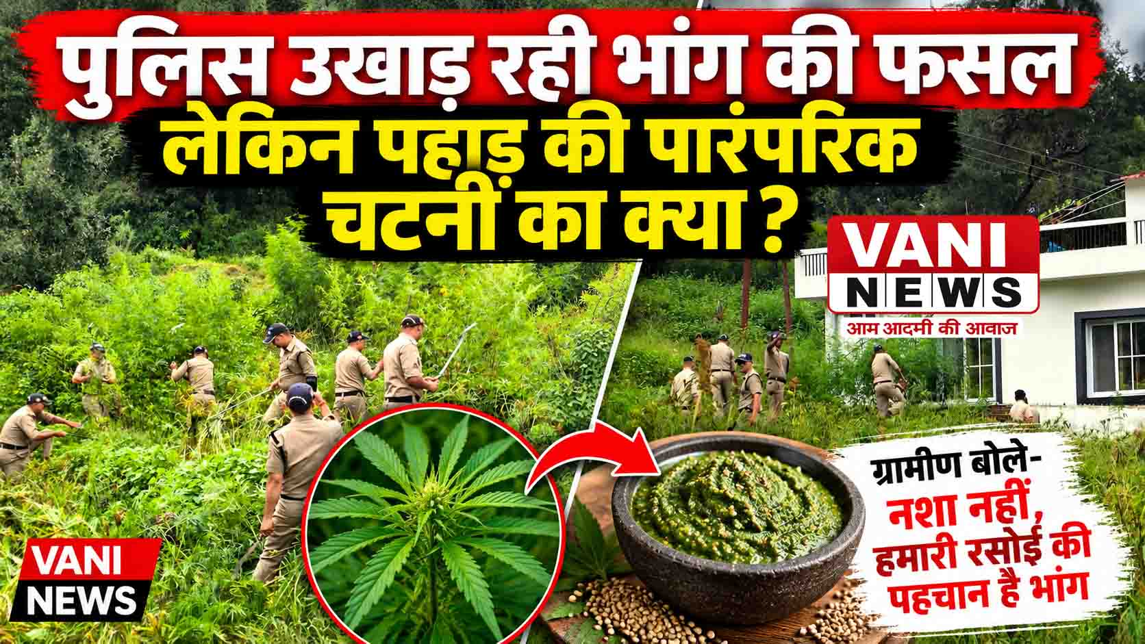 पुलिस उखाड़ रही भांग की फसल, लेकिन पहाड़ की पारंपरिक चटनी का क्या?