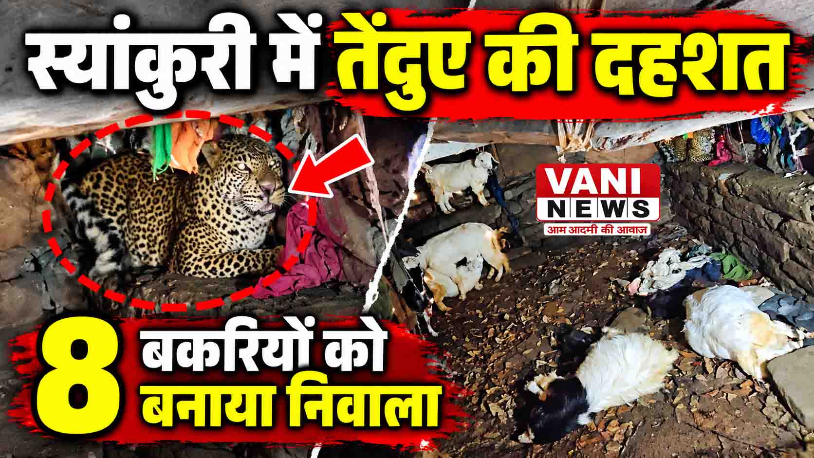 स्यांकुरी गांव में तेंदुए का आतंक, 8 बकरियों को बनाया निवाला