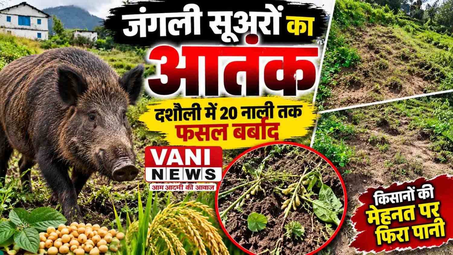 जंगली सूअरों का आतंक, दशौली में 20 नाली तक फसल बर्बाद