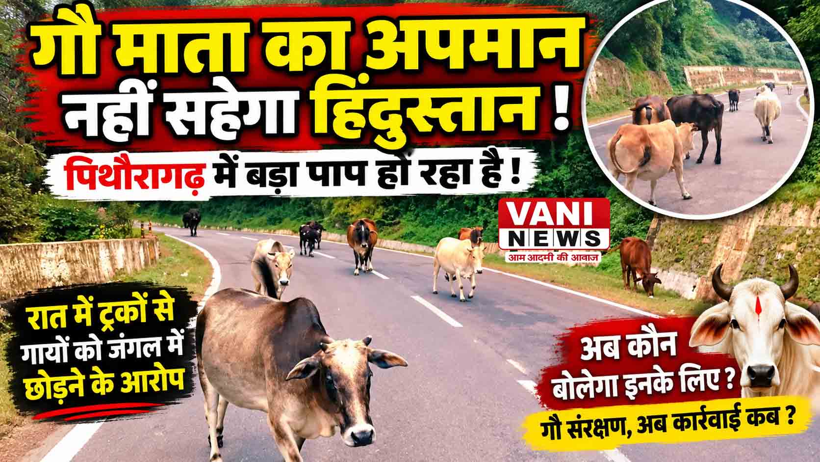 रात के अंधेरे में गायों को जंगल में छोड़ने के आरोप, गौ संरक्षण व्यवस्था पर उठे सवाल