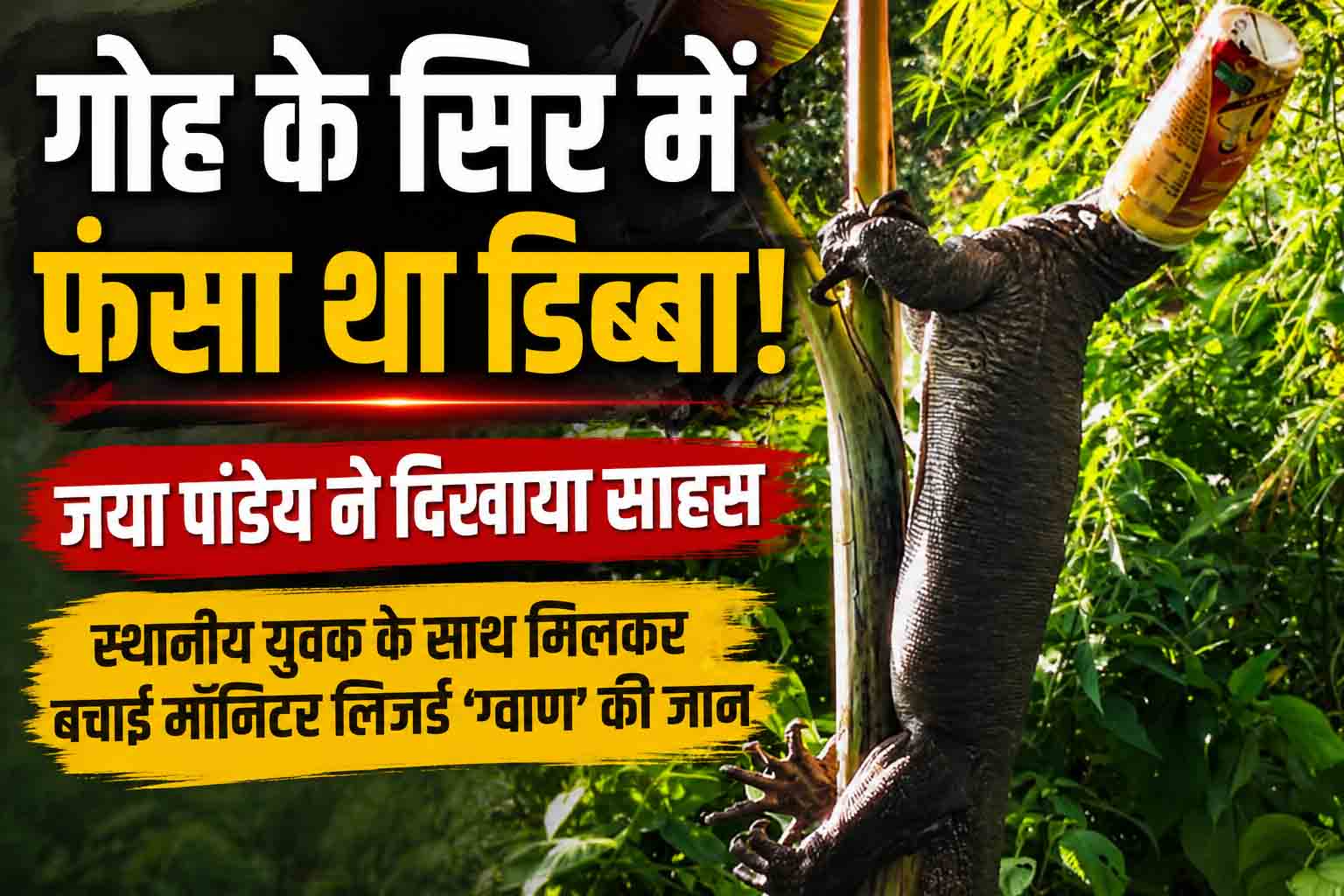 गोह के सिर में फंसा था डिब्बा, जया पांडेय ने साहस दिखाकर बचाई जान